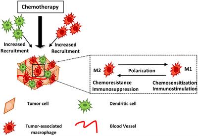 The Role of Tumor-Associated Myeloid Cells in Modulating Cancer Therapy